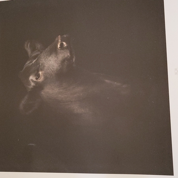 Purina Promotional  2 Photograph COW CALF Prints 12" x 12" - Picture 3 of 6